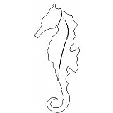 seahorse single